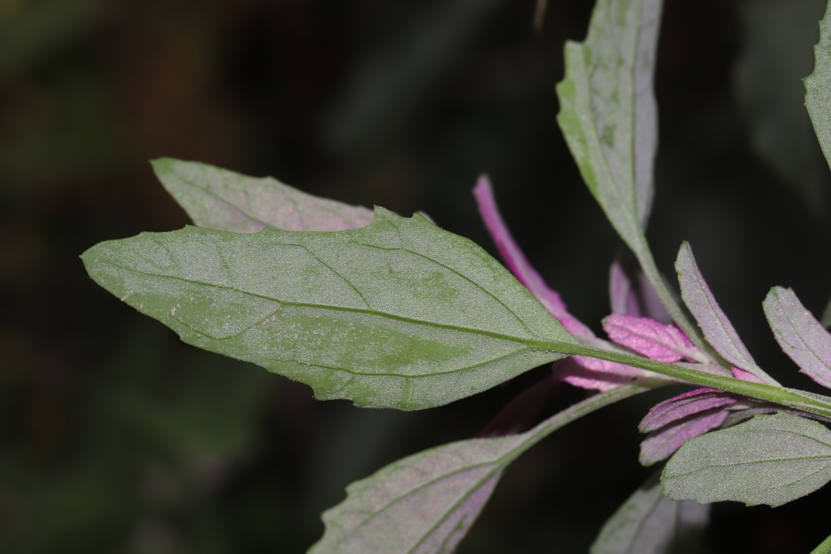 Chenopodium giganteum D.Don